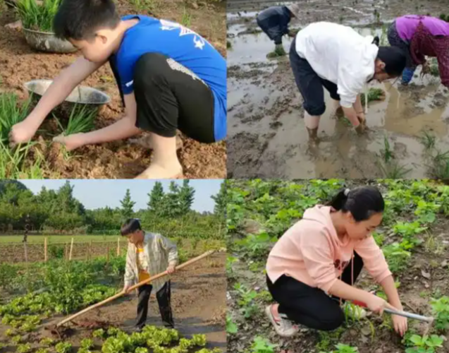 统筹生产实践自愿服务聚集工作体会项目化生产学段层层递进 统筹生产实践自愿服务聚集工作体会项目化生产学段层层递进